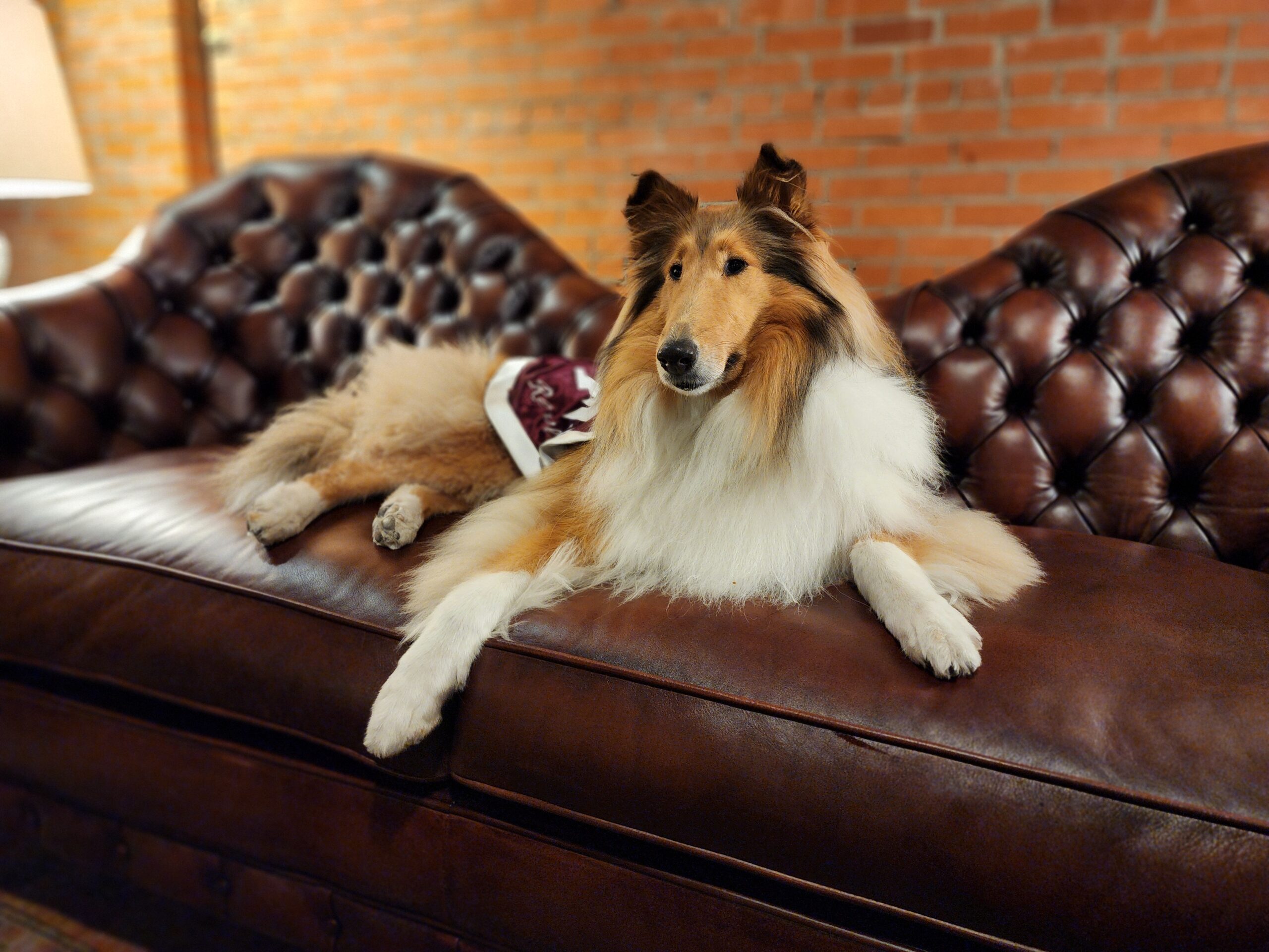 Texas A&M University events at Ice House on Main in bryan college station, tx
